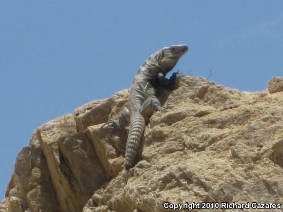 Peninsular Spiny-tailed Iguana (Ctenosaura hemilopha hemilopha)