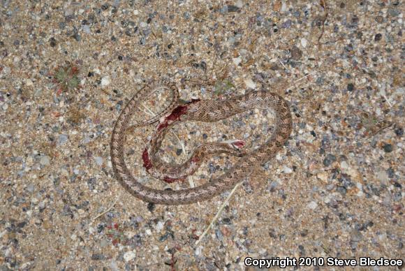 California Glossy Snake (Arizona elegans occidentalis)