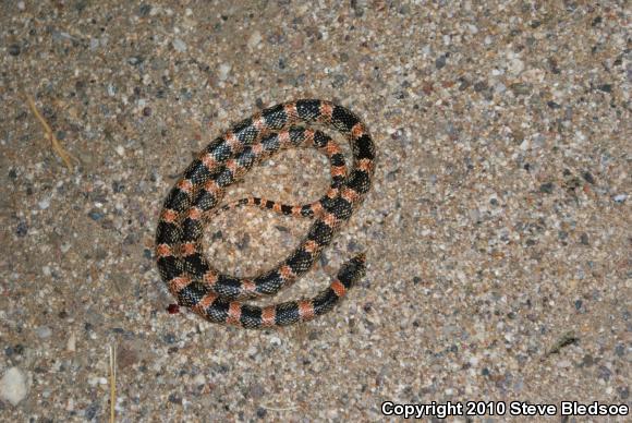 Western Long-nosed Snake (Rhinocheilus lecontei)