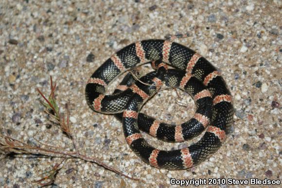 Western Long-nosed Snake (Rhinocheilus lecontei)