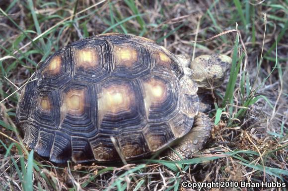 Texas Tortoise (Gopherus berlandieri)