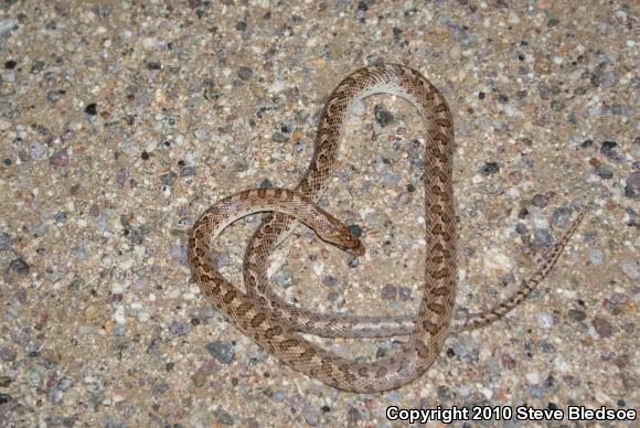 California Glossy Snake (Arizona elegans occidentalis)