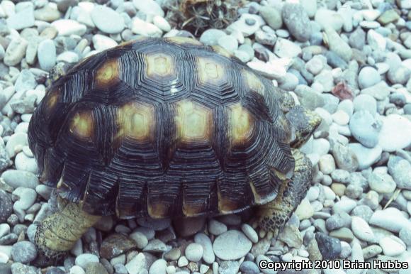 Texas Tortoise (Gopherus berlandieri)