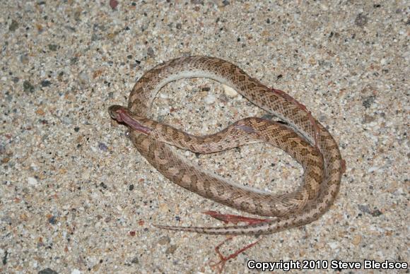 California Glossy Snake (Arizona elegans occidentalis)