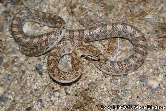 California Glossy Snake (Arizona elegans occidentalis)