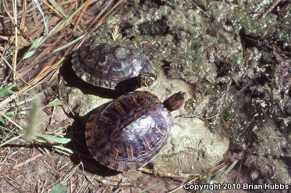 Red-eared Slider (Trachemys scripta elegans)