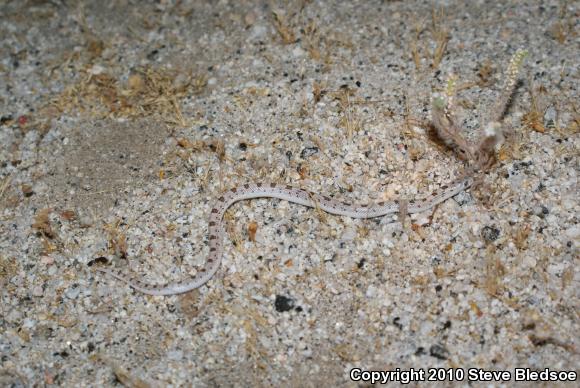 Spotted Leaf-nosed Snake (Phyllorhynchus decurtatus)