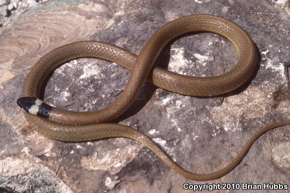 Trans-pecos Black-headed Snake (Tantilla cucullata)