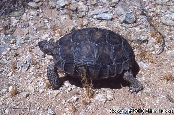 Desert Tortoise (Gopherus agassizii)