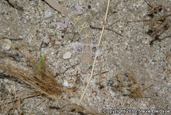 Desert Banded Gecko (Coleonyx variegatus variegatus)