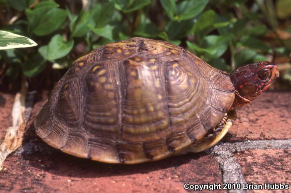 Three-toed Box Turtle (Terrapene carolina triunguis)