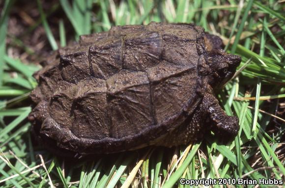 Eastern Snapping Turtle (Chelydra serpentina serpentina)