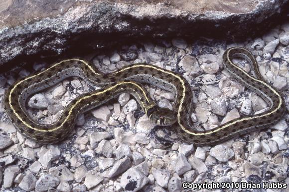 Checkered Gartersnake (Thamnophis marcianus marcianus)