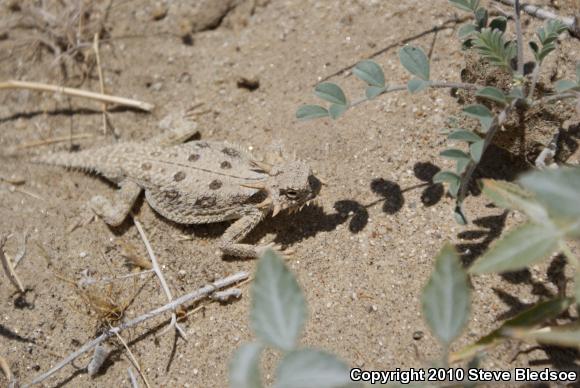 Flat-tailed Horned Lizard (Phrynosoma mcallii)