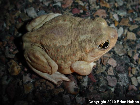 Plains Spadefoot (Spea bombifrons)