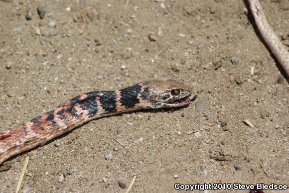 Red Racer (Coluber flagellum piceus)