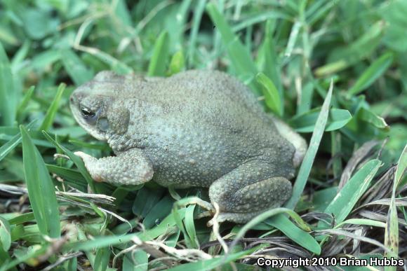 Red-spotted Toad (Anaxyrus punctatus)