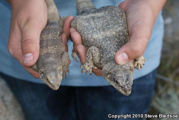 Common Chuckwalla (Sauromalus ater)