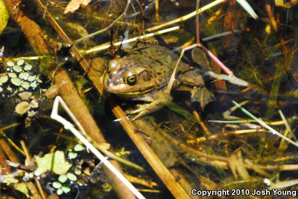 Pig Frog (Lithobates grylio)