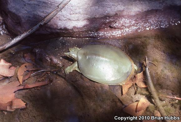 Texas Spiny Softshell (Apalone spinifera emoryi)