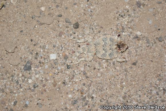 Southern Desert Horned Lizard (Phrynosoma platyrhinos calidiarum)