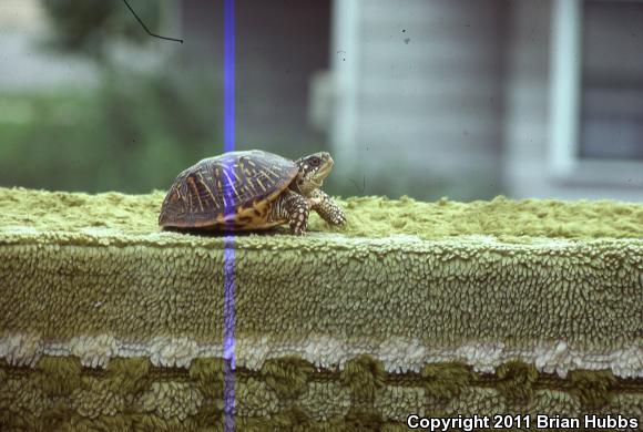 Ornate Box Turtle (Terrapene ornata ornata)