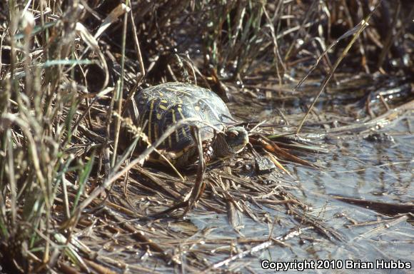 Ornate Box Turtle (Terrapene ornata ornata)