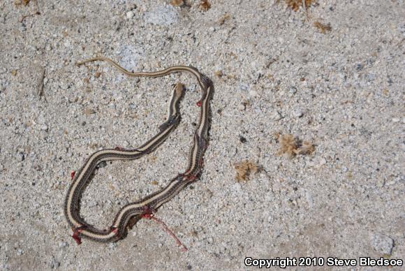 Desert Patch-nosed Snake (Salvadora hexalepis hexalepis)