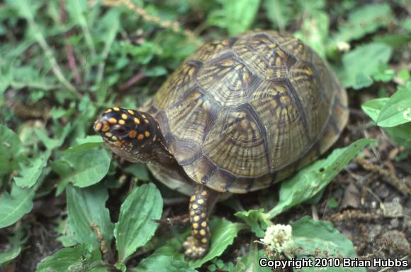 Three-toed Box Turtle (Terrapene carolina triunguis)