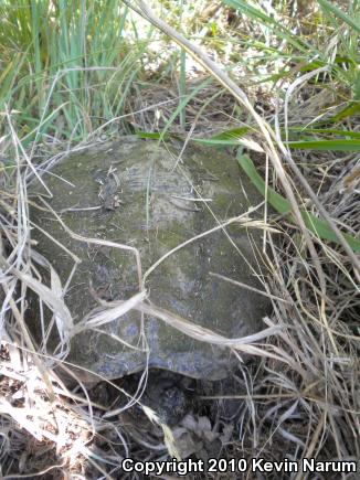 Eastern Snapping Turtle (Chelydra serpentina serpentina)