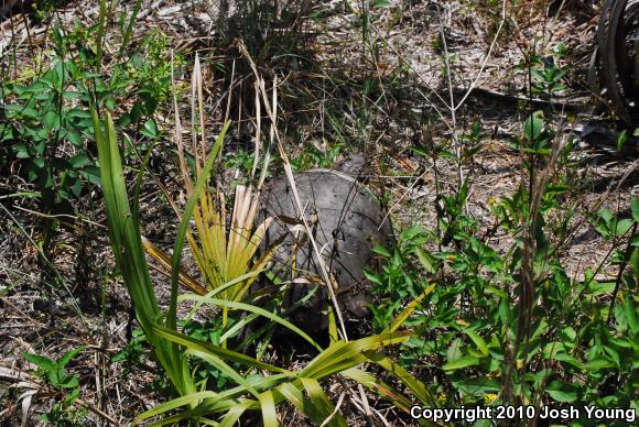 Gopher Tortoise (Gopherus polyphemus)