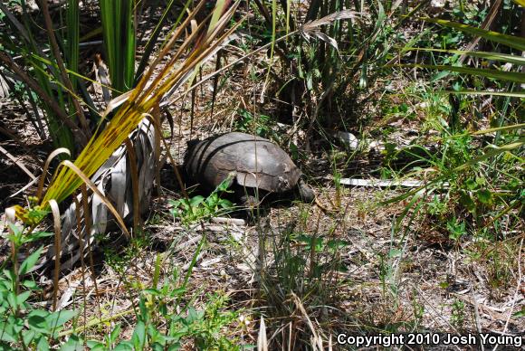 Gopher Tortoise (Gopherus polyphemus)