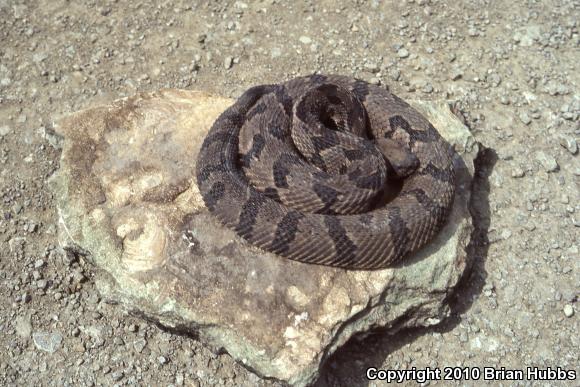 Timber Rattlesnake (Crotalus horridus)