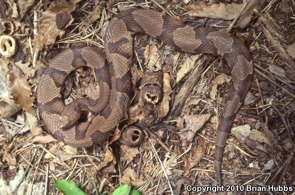 Osage Copperhead (Agkistrodon contortrix phaeogaster)