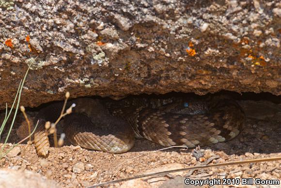 Northern Black-tailed Rattlesnake (Crotalus molossus molossus)