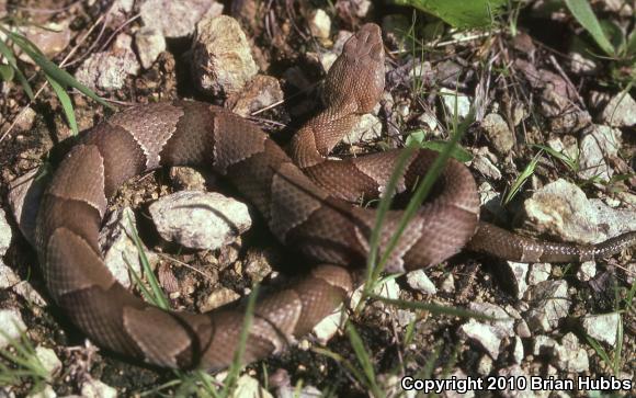 Osage Copperhead (Agkistrodon contortrix phaeogaster)