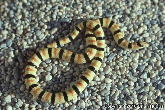 Colorado Desert Shovel-nosed Snake (Chionactis occipitalis annulata)