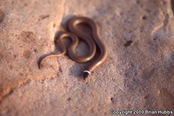 Chihuahuan Black-headed Snake (Tantilla wilcoxi)