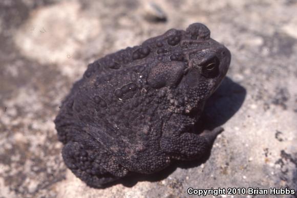 Eastern American Toad (Anaxyrus americanus americanus)