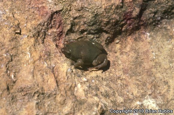 Western Narrow-mouthed Toad (Gastrophryne olivacea olivacea)