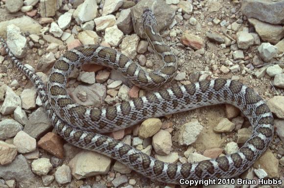 Kansas Glossy Snake (Arizona elegans elegans)