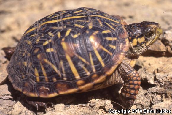 Ornate Box Turtle (Terrapene ornata ornata)