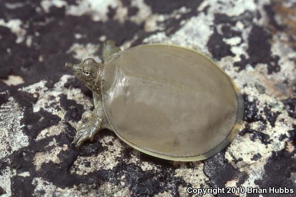 Pallid Spiny Softshell (Apalone spinifera pallida)