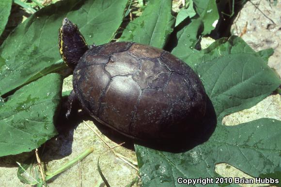 Mississippi Mud Turtle (Kinosternon subrubrum hippocrepis)