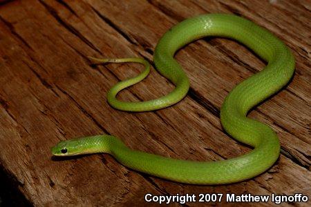 Smooth Greensnake (Opheodrys vernalis)