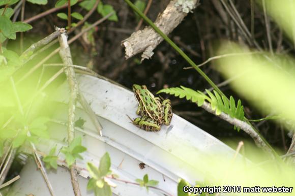 Southern Leopard Frog (Lithobates sphenocephalus utricularius)