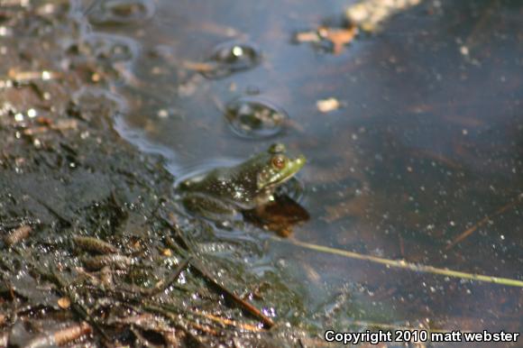 American Bullfrog (Lithobates catesbeianus)