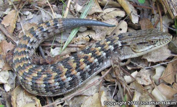 San Diego Alligator Lizard (Elgaria multicarinata webbii)