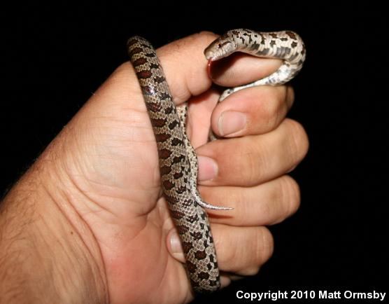 Prairie Kingsnake (Lampropeltis calligaster calligaster)