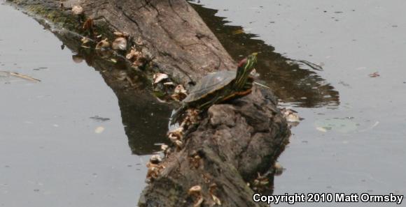 Red-eared Slider (Trachemys scripta elegans)